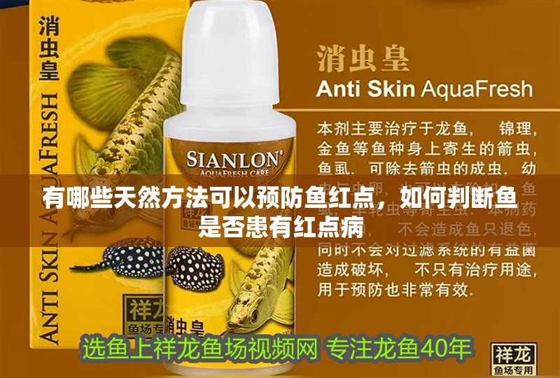 魚缸過濾器選購指南:自制魚缸過濾器魚缸上置過濾器對(duì)于養(yǎng)魚愛好者的必備知識(shí) 有哪些天然方法可以預(yù)防魚紅點(diǎn),如何判斷魚是否患有紅點(diǎn)病 龍魚百科 有哪些天然方法可以預(yù)防魚紅點(diǎn),如何判斷魚是否患有紅點(diǎn)病 有哪些天然方法可以預(yù)防魚紅點(diǎn),如何判斷魚是否患有紅點(diǎn)病 龍魚百科