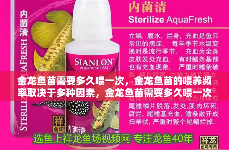 金龍魚苗需要多久喂一次，金龍魚苗的喂養頻率取決于多種因素，金龍魚苗需要多久喂一次 金龍魚苗需要多久喂一次，金龍魚苗的喂養頻率取決于多種因素，金龍魚苗需要多久喂一次 龍魚百科