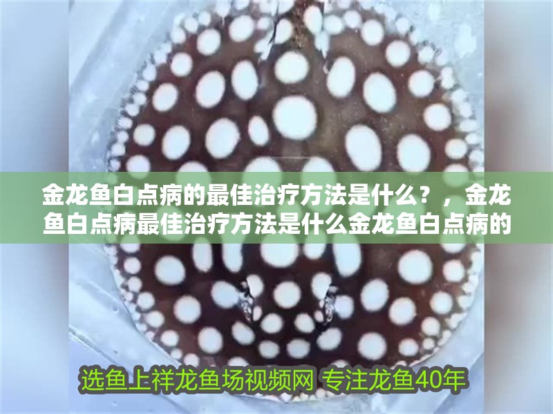 金龍魚白點病的最佳治療方法是什么？，金龍魚白點病最佳治療方法是什么金龍魚白點病的最佳治療方法是什么 金龍魚白點病的最佳治療方法是什么？，金龍魚白點病最佳治療方法是什么金龍魚白點病的最佳治療方法是什么 龍魚百科