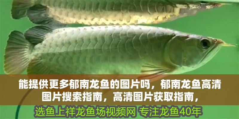 能提供更多郁南龍魚的圖片嗎，郁南龍魚高清圖片搜索指南，高清圖片獲取指南， 能提供更多郁南龍魚的圖片嗎，郁南龍魚高清圖片搜索指南，高清圖片獲取指南， 龍魚百科