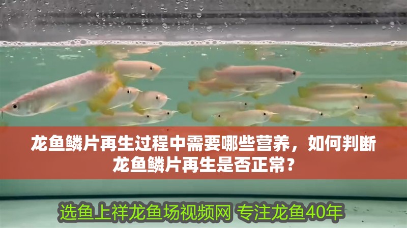 龍魚鱗片再生過程中需要哪些營養，如何判斷龍魚鱗片再生是否正常？