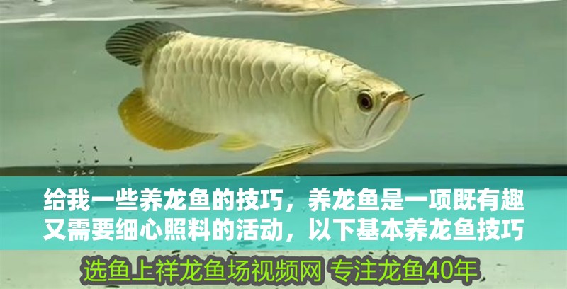 給我一些養(yǎng)龍魚的技巧，養(yǎng)龍魚是一項既有趣又需要細心照料的活動，以下基本養(yǎng)龍魚技巧 給我一些養(yǎng)龍魚的技巧，養(yǎng)龍魚是一項既有趣又需要細心照料的活動，以下基本養(yǎng)龍魚技巧 龍魚百科