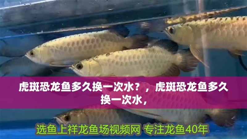 給大魚缸換水的作文:體驗給大魚缸換水的樂趣:體驗給大魚缸換水:給大魚缸換水的作文 虎斑恐龍魚多久換一次水?,虎斑恐龍魚多久換一次水, 龍魚百科 虎斑恐龍魚多久換一次水?,虎斑恐龍魚多久換一次水, 虎斑恐龍魚多久換一次水?,虎斑恐龍魚多久換一次水, 龍魚百科