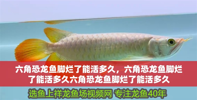 六角恐龍魚腳爛了能活多久，六角恐龍魚腳爛了能活多久六角恐龍魚腳爛了能活多久 六角恐龍魚腳爛了能活多久，六角恐龍魚腳爛了能活多久六角恐龍魚腳爛了能活多久 龍魚百科