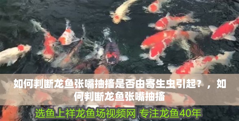 如何判斷龍魚張嘴抽搐是否由寄生蟲引起？，如何判斷龍魚張嘴抽搐