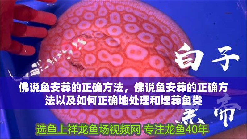 佛說魚安葬的正確方法，佛說魚安葬的正確方法以及如何正確地處理和埋葬魚類 佛說魚安葬的正確方法，佛說魚安葬的正確方法以及如何正確地處理和埋葬魚類 龍魚百科