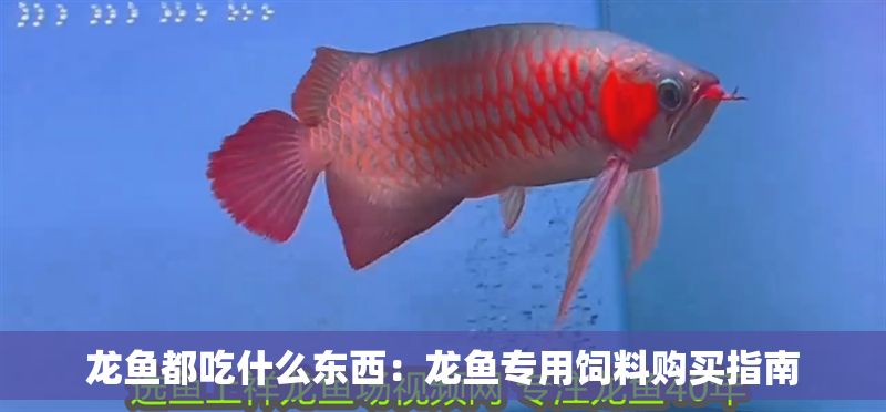 龍魚都吃什么東西：龍魚專用飼料購買指南