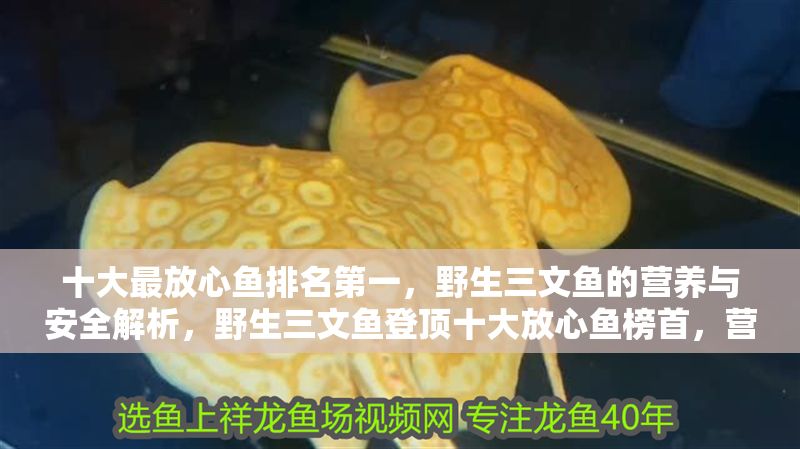 十大最放心魚排名第一,野生三文魚的營養與安全解析,野生三文魚登頂十大放心魚榜首,營養與安全全面解析 龍魚百科 第1張 十大最放心魚排名第一,野生三文魚的營養與安全解析,野生三文魚登頂十大放心魚榜首,營養與安全全面解析 十大最放心魚排名第一,野生三文魚的營養與安全解析,野生三文魚登頂十大放心魚榜首,營養與安全全面解析 龍魚百科 第1張