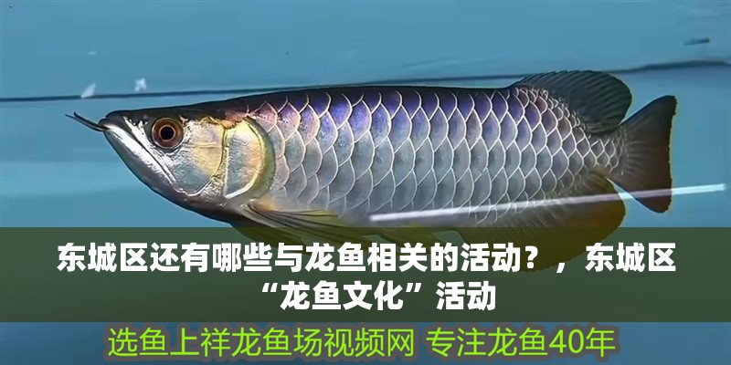 紅龍魚用黃燈烤有用嗎 東城區還有哪些與龍魚相關的活動?,東城區“龍魚文化”活動 龍魚百科 東城區還有哪些與龍魚相關的活動?,東城區“龍魚文化”活動 東城區還有哪些與龍魚相關的活動?,東城區“龍魚文化”活動 龍魚百科