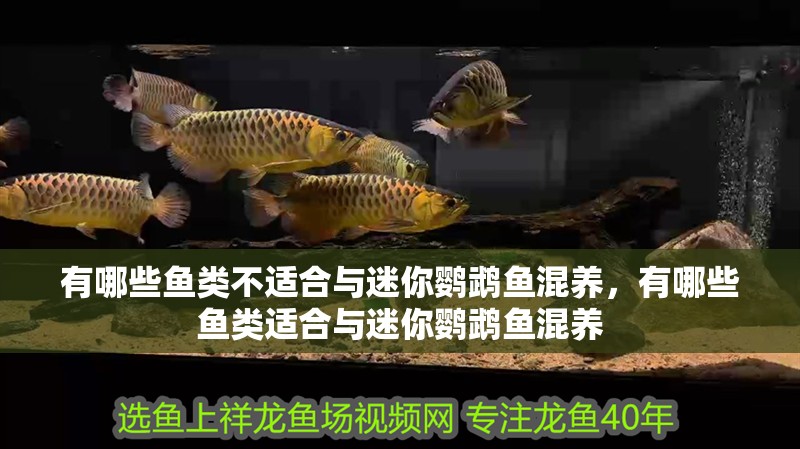 魚缸造景先放沙還是先放水(魚缸造景先鋪沙還是先放石頭) 有哪些魚類不適合與迷你鸚鵡魚混養,有哪些魚類適合與迷你鸚鵡魚混養 龍魚百科 有哪些魚類不適合與迷你鸚鵡魚混養,有哪些魚類適合與迷你鸚鵡魚混養 有哪些魚類不適合與迷你鸚鵡魚混養,有哪些魚類適合與迷你鸚鵡魚混養 龍魚百科