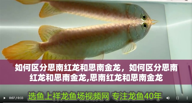 如何區(qū)分思南紅龍和思南金龍，如何區(qū)分思南紅龍和思南金龍,思南紅龍和思南金龍 如何區(qū)分思南紅龍和思南金龍，如何區(qū)分思南紅龍和思南金龍,思南紅龍和思南金龍 龍魚百科
