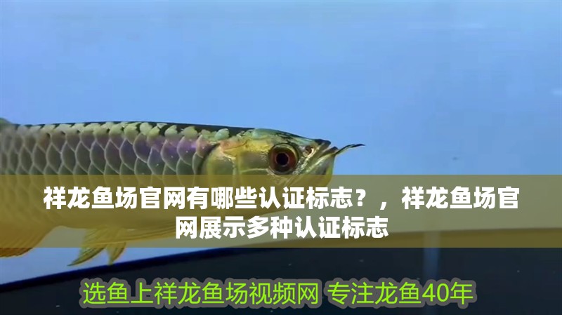 魚缸造景先放沙還是先放水(魚缸造景先鋪沙還是先放石頭) 祥龍魚場官網有哪些認證標志?,祥龍魚場官網展示多種認證標志 龍魚百科 祥龍魚場官網有哪些認證標志?,祥龍魚場官網展示多種認證標志 祥龍魚場官網有哪些認證標志?,祥龍魚場官網展示多種認證標志 龍魚百科