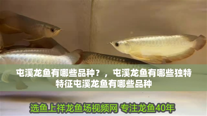 屯溪龍魚有哪些品種？，屯溪龍魚有哪些獨(dú)特特征屯溪龍魚有哪些品種 屯溪龍魚有哪些品種？，屯溪龍魚有哪些獨(dú)特特征屯溪龍魚有哪些品種 龍魚百科