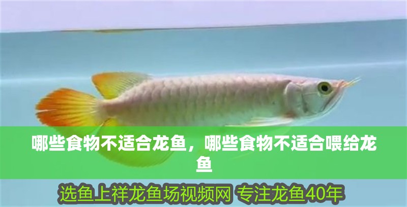 哪些食物不適合龍魚，哪些食物不適合喂給龍魚 哪些食物不適合龍魚，哪些食物不適合喂給龍魚 龍魚百科