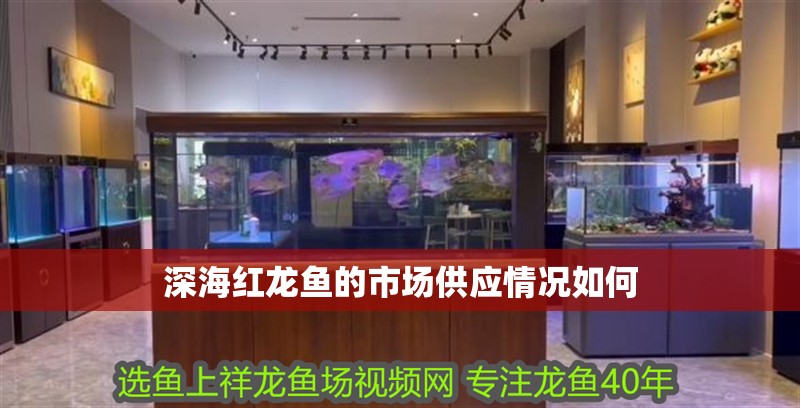 深海紅龍魚的市場供應情況如何 深海紅龍魚的市場供應情況如何 龍魚百科