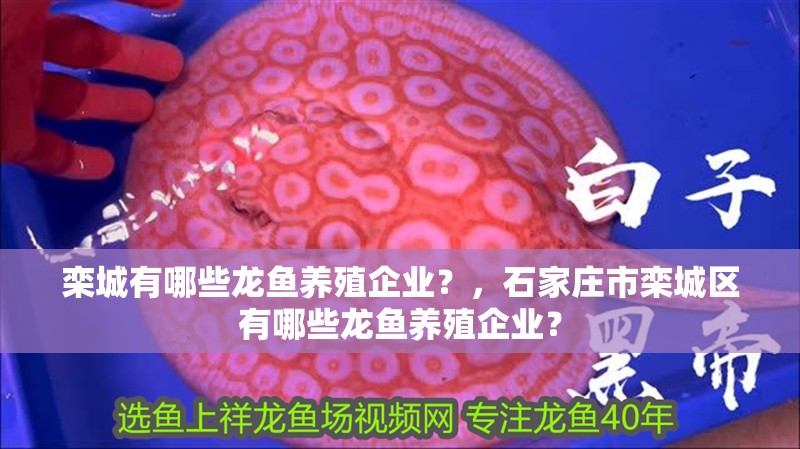 欒城有哪些龍魚養殖企業？，石家莊市欒城區有哪些龍魚養殖企業？ 欒城有哪些龍魚養殖企業？，石家莊市欒城區有哪些龍魚養殖企業？ 龍魚百科