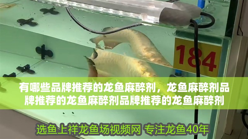 有哪些品牌推薦的龍魚麻醉劑，龍魚麻醉劑品牌推薦的龍魚麻醉劑品牌推薦的龍魚麻醉劑 有哪些品牌推薦的龍魚麻醉劑，龍魚麻醉劑品牌推薦的龍魚麻醉劑品牌推薦的龍魚麻醉劑 龍魚百科