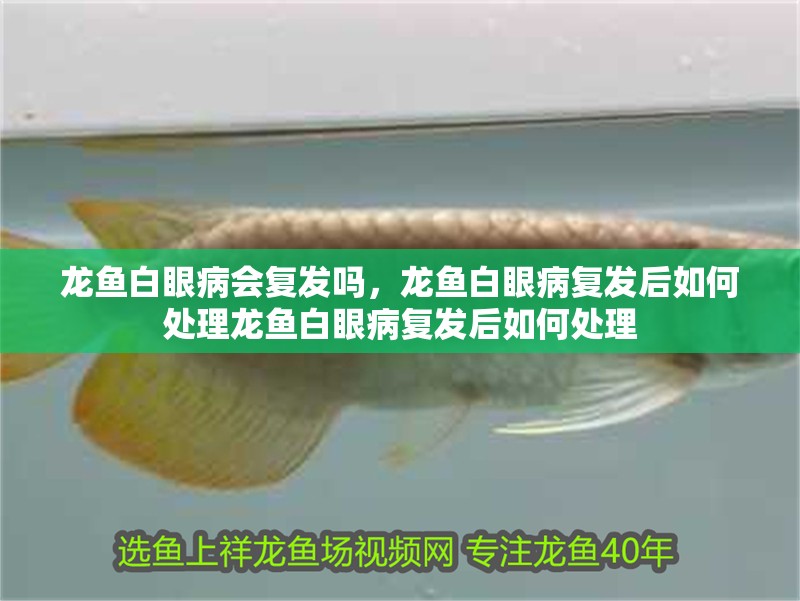 魚缸用增氧泵價格是多少:魚缸增氧機-xtrac增氧機-xtrac增氧機 龍魚白眼病會復發嗎,龍魚白眼病復發后如何處理龍魚白眼病復發后如何處理 龍魚百科 龍魚白眼病會復發嗎,龍魚白眼病復發后如何處理龍魚白眼病復發后如何處理 龍魚白眼病會復發嗎,龍魚白眼病復發后如何處理龍魚白眼病復發后如何處理 龍魚百科