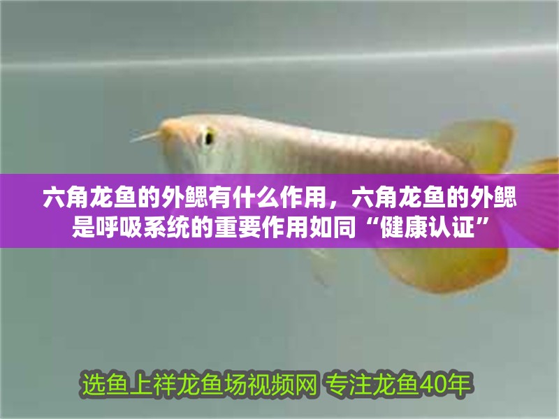 六角龍魚的外鰓有什么作用，六角龍魚的外鰓是呼吸系統的重要作用如同“健康認證” 六角龍魚的外鰓有什么作用，六角龍魚的外鰓是呼吸系統的重要作用如同“健康認證” 龍魚百科