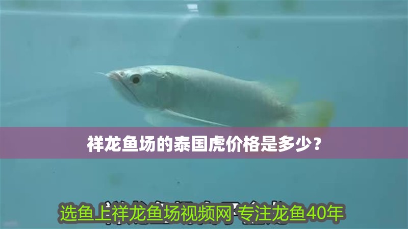 祥龍魚場的泰國虎價格是多少？ 祥龍魚場的泰國虎價格是多少？ 龍魚百科
