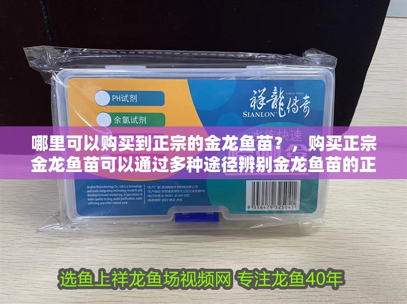 哪里可以購(gòu)買(mǎi)到正宗的金龍魚(yú)苗？，購(gòu)買(mǎi)正宗金龍魚(yú)苗可以通過(guò)多種途徑辨別金龍魚(yú)苗的正宗性 哪里可以購(gòu)買(mǎi)到正宗的金龍魚(yú)苗？，購(gòu)買(mǎi)正宗金龍魚(yú)苗可以通過(guò)多種途徑辨別金龍魚(yú)苗的正宗性 龍魚(yú)百科