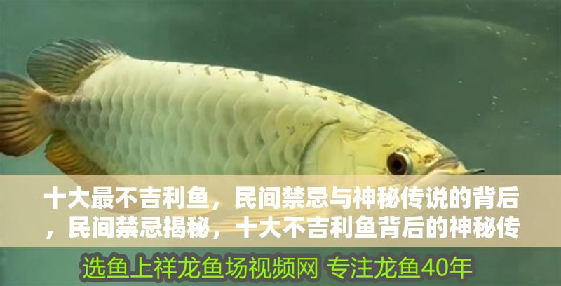 十大最不吉利魚，民間禁忌與神秘傳說(shuō)的背后，民間禁忌揭秘，十大不吉利魚背后的神秘傳說(shuō)與避諱緣由