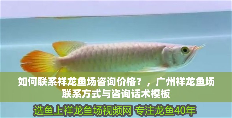 如何聯系祥龍魚場咨詢價格？，廣州祥龍魚場聯系方式與咨詢話術模板 如何聯系祥龍魚場咨詢價格？，廣州祥龍魚場聯系方式與咨詢話術模板 龍魚百科