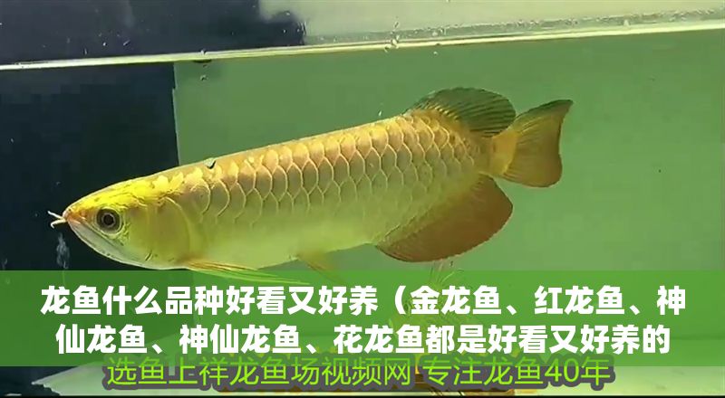 龍魚什么品種好看又好養（金龍魚、紅龍魚、神仙龍魚、神仙龍魚、花龍魚都是好看又好養的龍魚品種）