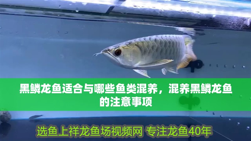 黑鱗龍魚適合與哪些魚類混養，混養黑鱗龍魚的注意事項 黑鱗龍魚適合與哪些魚類混養，混養黑鱗龍魚的注意事項 龍魚百科