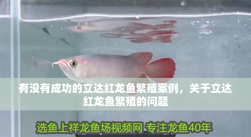 有沒有成功的立達紅龍魚繁殖案例，關于立達紅龍魚繁殖的問題 有沒有成功的立達紅龍魚繁殖案例，關于立達紅龍魚繁殖的問題 龍魚百科
