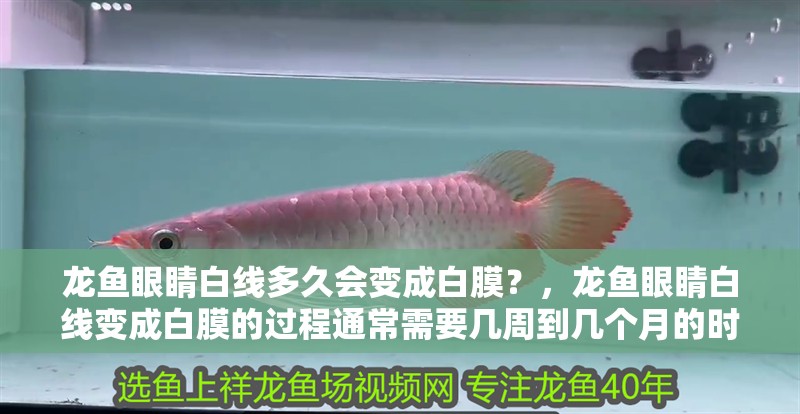 龍魚眼睛白線多久會變成白膜？，龍魚眼睛白線變成白膜的過程通常需要幾周到幾個月的時間