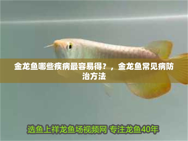 魚缸過濾器選購指南:自制魚缸過濾器魚缸上置過濾器對于養魚愛好者的必備知識 金龍魚哪些疾病最容易得?,金龍魚常見病防治方法 龍魚百科 金龍魚哪些疾病最容易得?,金龍魚常見病防治方法 金龍魚哪些疾病最容易得?,金龍魚常見病防治方法 龍魚百科