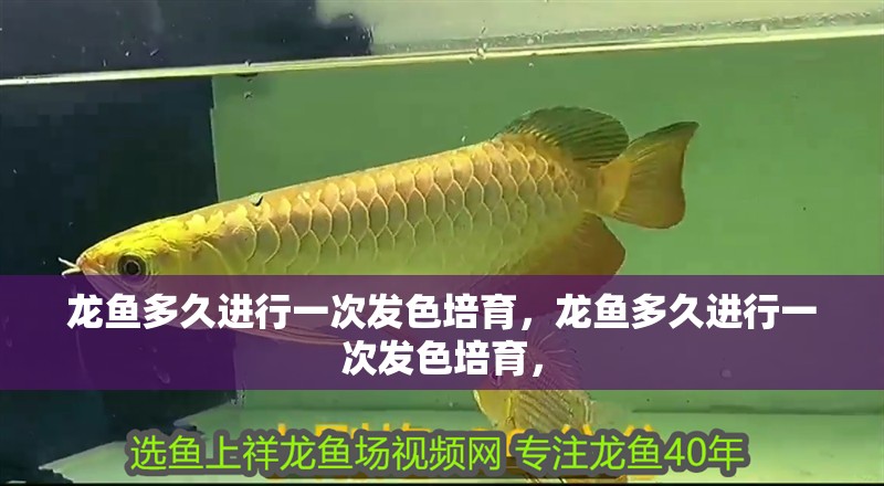 龍魚多久進行一次發(fā)色培育，龍魚多久進行一次發(fā)色培育， 龍魚多久進行一次發(fā)色培育，龍魚多久進行一次發(fā)色培育， 龍魚百科