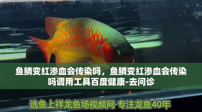 什么魚能和龍魚、虎魚混養(龍魚能和虎魚混養嗎) 魚鱗變紅滲血會傳染嗎,魚鱗變紅滲血會傳染嗎調用工具百度健康-去問診 龍魚百科 魚鱗變紅滲血會傳染嗎,魚鱗變紅滲血會傳染嗎調用工具百度健康-去問診 魚鱗變紅滲血會傳染嗎,魚鱗變紅滲血會傳染嗎調用工具百度健康-去問診 龍魚百科