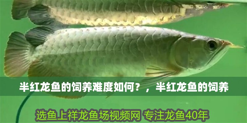 龍魚干蝦有營養嗎 半紅龍魚的飼養難度如何?,半紅龍魚的飼養 龍魚百科 半紅龍魚的飼養難度如何?,半紅龍魚的飼養 半紅龍魚的飼養難度如何?,半紅龍魚的飼養 龍魚百科