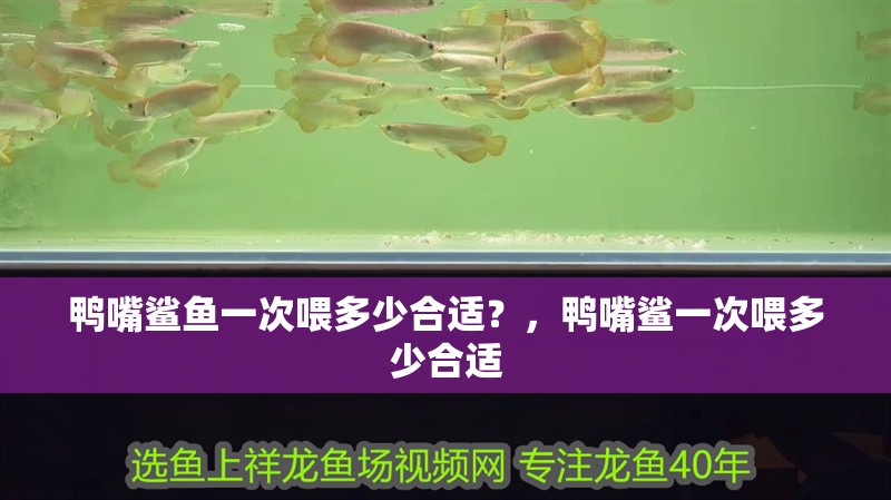 印尼虎魚多少溫度飼養最好:印尼虎魚多少溫度飼養最好印尼虎魚多少溫度飼養最好 鴨嘴鯊魚一次喂多少合適?,鴨嘴鯊一次喂多少合適 龍魚百科 鴨嘴鯊魚一次喂多少合適?,鴨嘴鯊一次喂多少合適 鴨嘴鯊魚一次喂多少合適?,鴨嘴鯊一次喂多少合適 龍魚百科