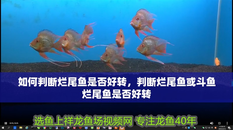給大魚缸換水的作文:體驗(yàn)給大魚缸換水的樂趣:體驗(yàn)給大魚缸換水:給大魚缸換水的作文 如何判斷爛尾魚是否好轉(zhuǎn),判斷爛尾魚或斗魚爛尾魚是否好轉(zhuǎn) 龍魚百科 如何判斷爛尾魚是否好轉(zhuǎn),判斷爛尾魚或斗魚爛尾魚是否好轉(zhuǎn) 如何判斷爛尾魚是否好轉(zhuǎn),判斷爛尾魚或斗魚爛尾魚是否好轉(zhuǎn) 龍魚百科