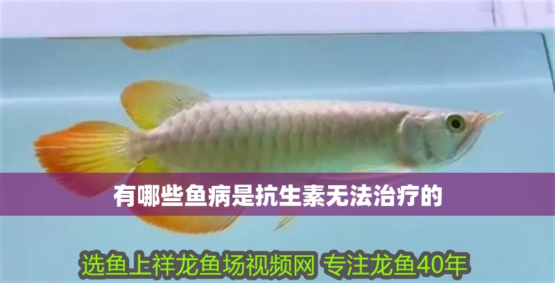 鸚鵡魚和銀龍魚混養怎樣喂食 有哪些魚病是抗生素無法治療的 龍魚百科 有哪些魚病是抗生素無法治療的 有哪些魚病是抗生素無法治療的 龍魚百科