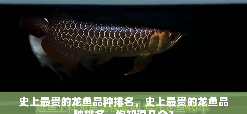 史上最貴的龍魚品種排名，史上最貴的龍魚品種排名，你知道幾個？ 史上最貴的龍魚品種排名，史上最貴的龍魚品種排名，你知道幾個？ 龍魚百科 第2張