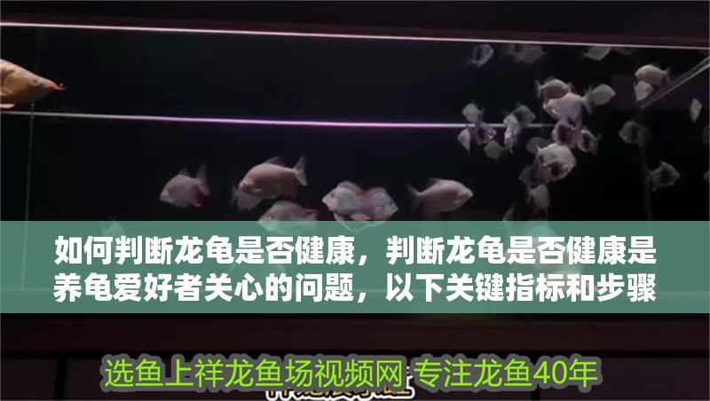 如何判斷龍龜是否健康，判斷龍龜是否健康是養龜愛好者關心的問題，以下關鍵指標和步驟