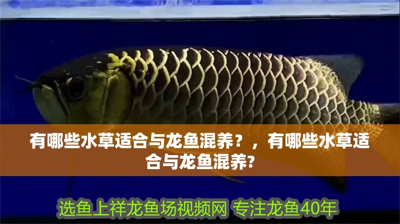 有哪些水草適合與龍魚混養？，有哪些水草適合與龍魚混養? 有哪些水草適合與龍魚混養？，有哪些水草適合與龍魚混養? 龍魚百科