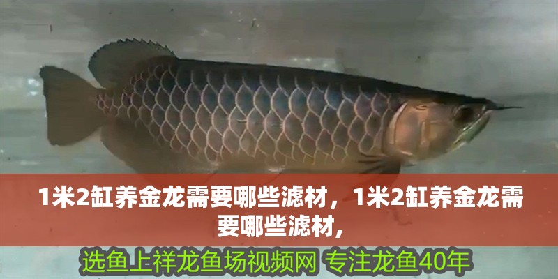1米2缸養金龍需要哪些濾材，1米2缸養金龍需要哪些濾材,
