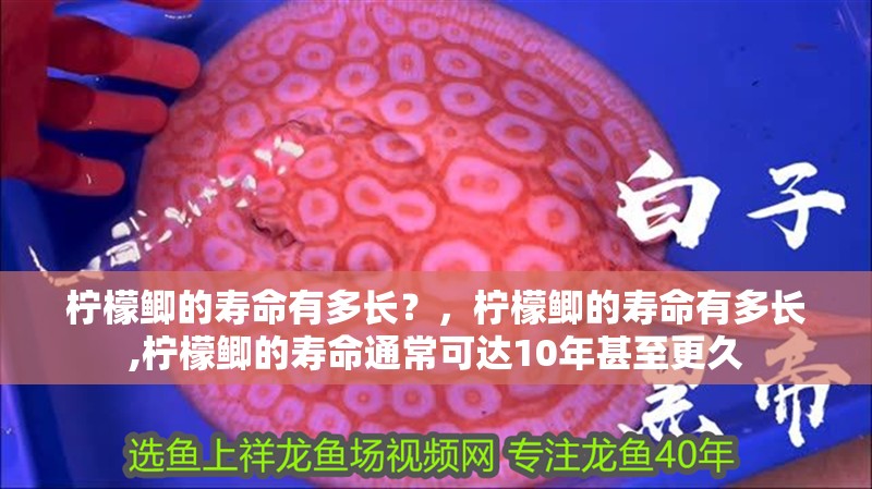 檸檬鯽的壽命有多長？，檸檬鯽的壽命有多長,檸檬鯽的壽命通?？蛇_10年甚至更久 檸檬鯽的壽命有多長？，檸檬鯽的壽命有多長,檸檬鯽的壽命通?？蛇_10年甚至更久 龍魚百科