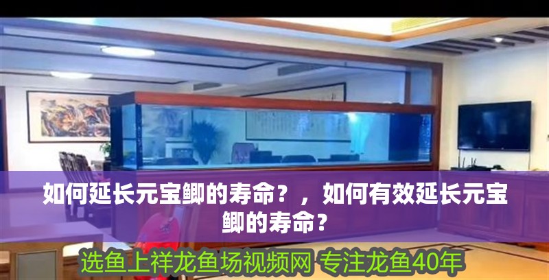如何延長元寶鯽的壽命？，如何有效延長元寶鯽的壽命？