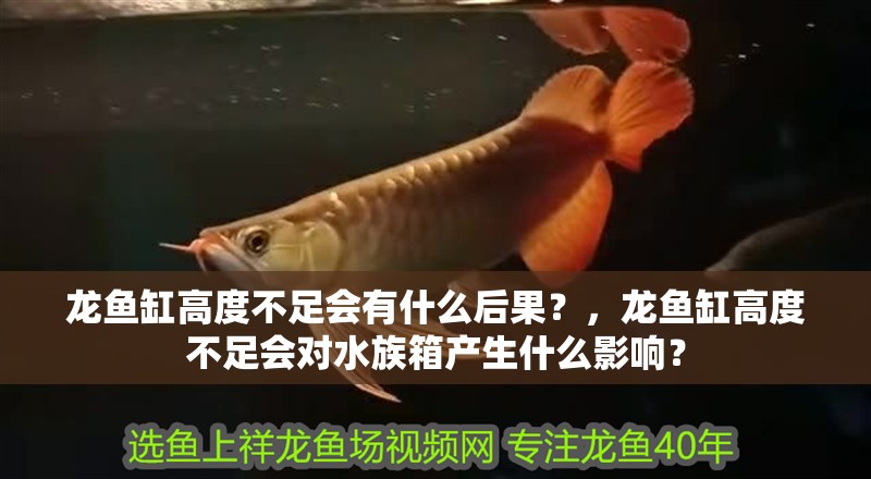 龍魚缸高度不足會有什么后果？，龍魚缸高度不足會對水族箱產(chǎn)生什么影響？ 龍魚缸高度不足會有什么后果？，龍魚缸高度不足會對水族箱產(chǎn)生什么影響？ 龍魚百科