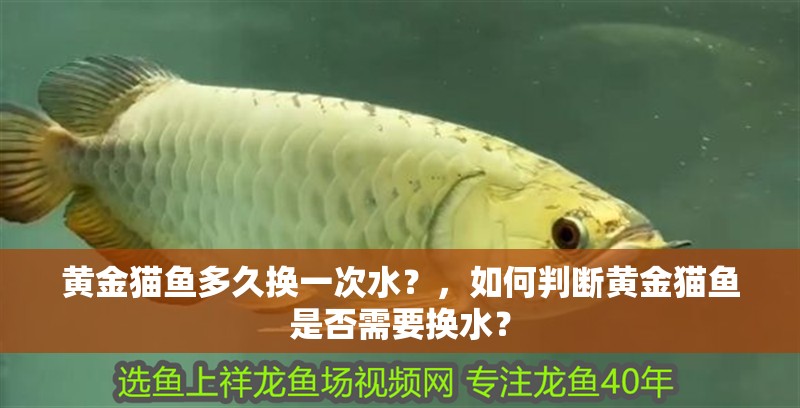鸚鵡魚和銀龍魚混養(yǎng)怎樣喂食 黃金貓魚多久換一次水?,如何判斷黃金貓魚是否需要換水? 龍魚百科 黃金貓魚多久換一次水?,如何判斷黃金貓魚是否需要換水? 黃金貓魚多久換一次水?,如何判斷黃金貓魚是否需要換水? 龍魚百科