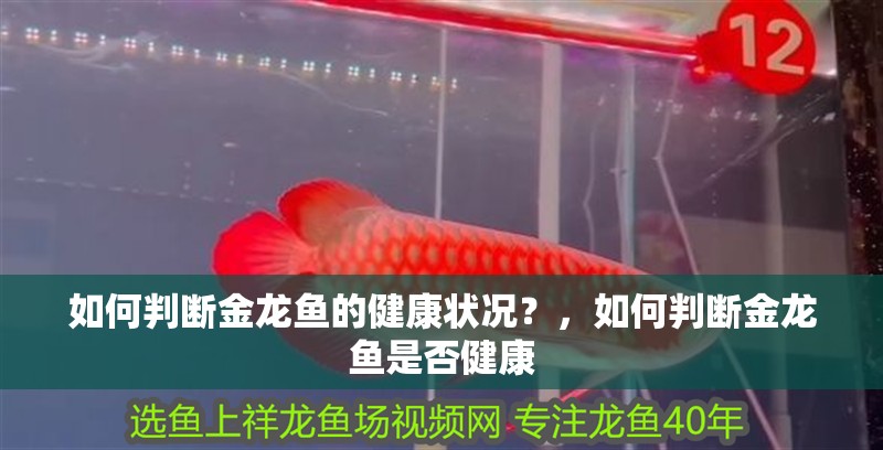 如何判斷金龍魚的健康狀況？，如何判斷金龍魚是否健康 如何判斷金龍魚的健康狀況？，如何判斷金龍魚是否健康 龍魚百科