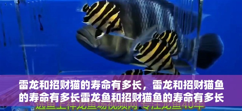 雷龍和招財(cái)貓的壽命有多長(zhǎng)，雷龍和招財(cái)貓魚的壽命有多長(zhǎng)雷龍魚和招財(cái)貓魚的壽命有多長(zhǎng) 雷龍和招財(cái)貓的壽命有多長(zhǎng)，雷龍和招財(cái)貓魚的壽命有多長(zhǎng)雷龍魚和招財(cái)貓魚的壽命有多長(zhǎng) 龍魚百科