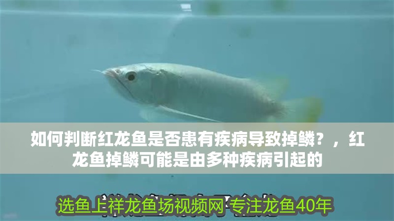 如何判斷紅龍魚是否患有疾病導(dǎo)致掉鱗？，紅龍魚掉鱗可能是由多種疾病引起的