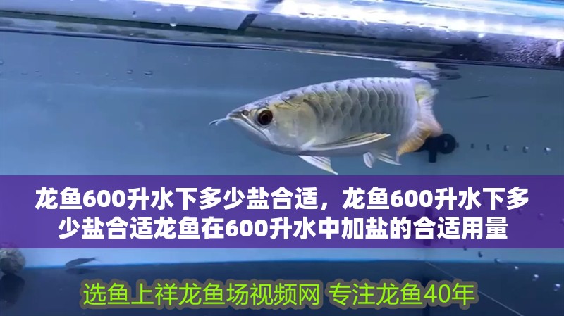 龍魚600升水下多少鹽合適，龍魚600升水下多少鹽合適龍魚在600升水中加鹽的合適用量 龍魚600升水下多少鹽合適，龍魚600升水下多少鹽合適龍魚在600升水中加鹽的合適用量 龍魚百科